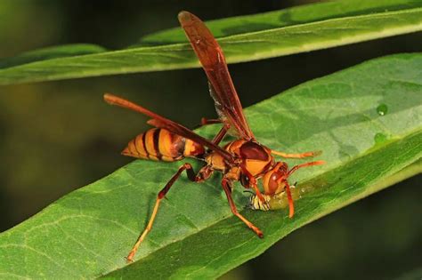 Large Wasp Gainesville Fl