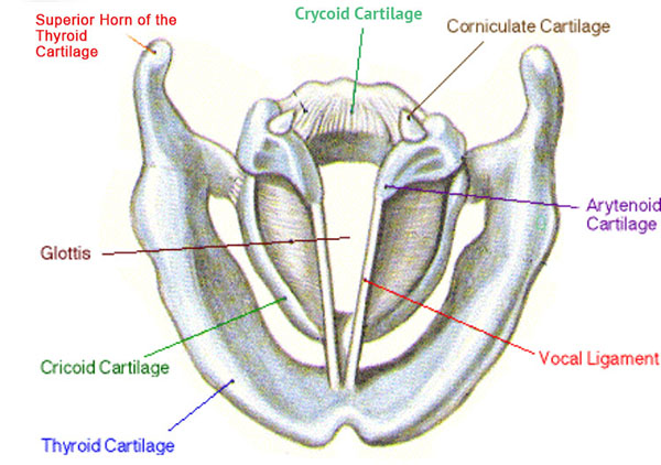 Laryngeal Papillomatosis: Regain Your Voice