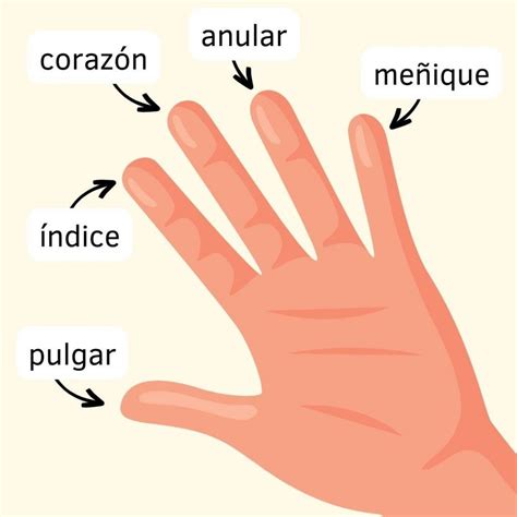 Las Partes De La Mano Y Los Nombres De Los Dedos En Espa Ol Ele