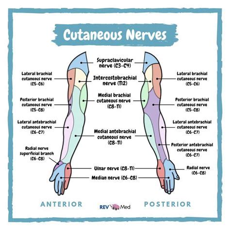 Lateral Cutaneous Nerve Guide: Anatomy Explained