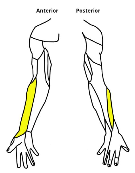 Lateral Cutaneous Nerve Info: Symptoms And Relief