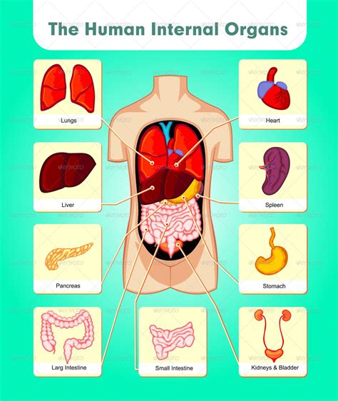 Learn About The Organ Systems In The Human Body