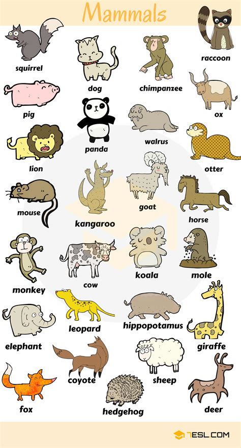 Learn Rodents Animals Names In English Vocabulary List Of Rodents