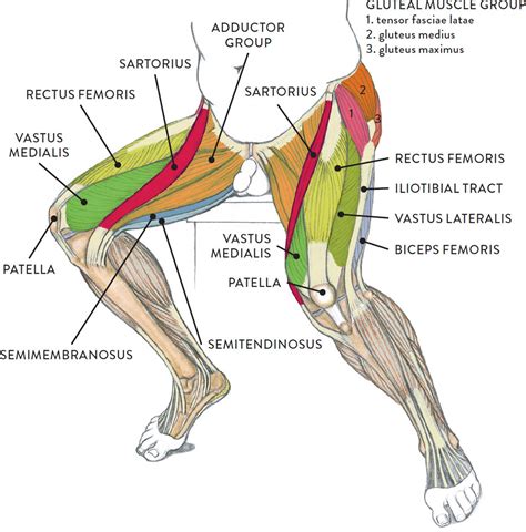 Leg Muscle Diagram Exatin Info