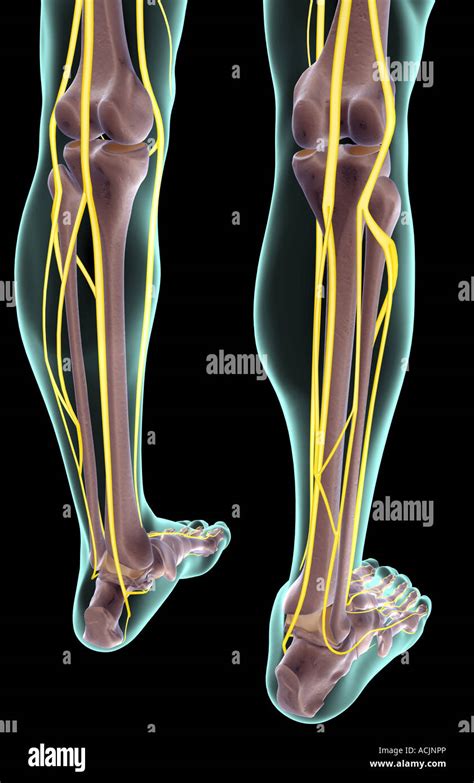 Leg Nerves Bones Stock Photos Free Royalty Free Stock Photos From