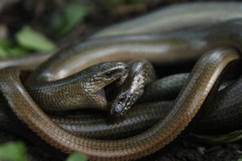 Legless Lizard Or A Snake