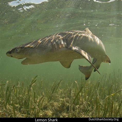 Lemon Sharks Info Guide Dutch Shark Society