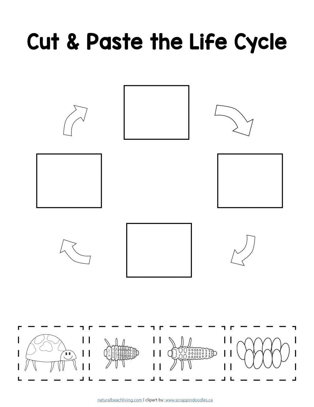 Life Cycle Of Ladybug Worksheets