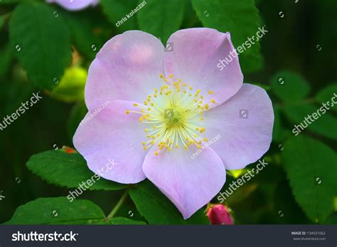 Light Pink Wild Rose Rosa Sp Stock Photo 134931062 Shutterstock