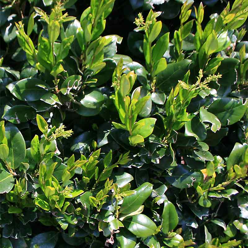 Ligustrum Lucidum Glossy Privet Tidewater Trees