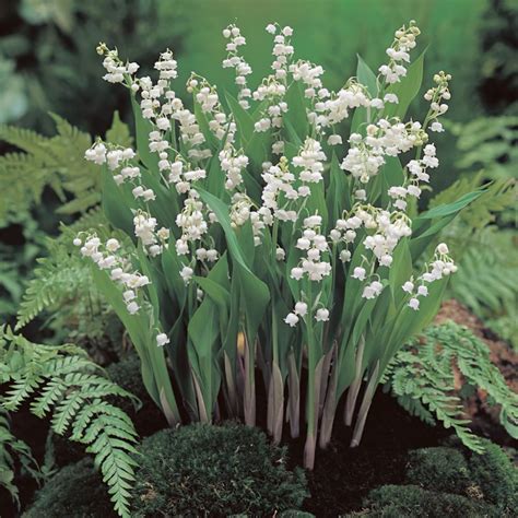 Lily Of The Valley Bulbs In The Green Convallaria Majalis Buy