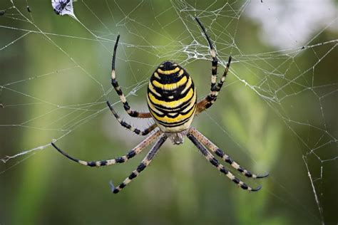 List Of Florida Spiders Identification And Benefits