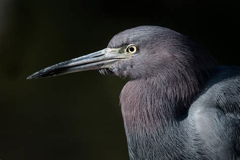 Little Blue Heron Audubon Field Guide