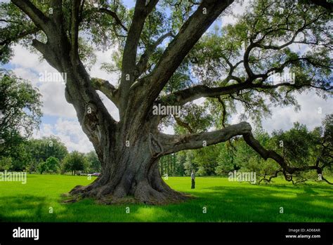 Live Oak Tree Pictures Amazing Pictures Live Oak Tree Florida Oak