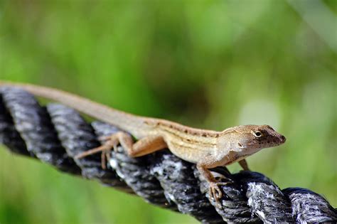 Lizard 1 One Of The Tiny Lizards Found In Florida Taken A Flickr