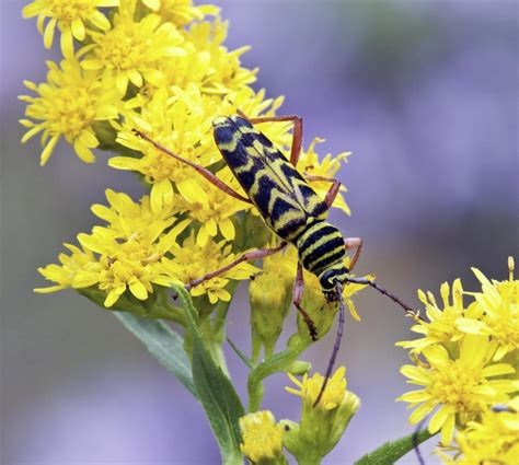 Locust Borer Beetle