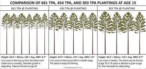 Longleaf Or Loblolly: Planting Guide