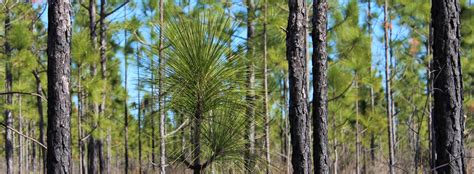 Longleaf Pine Big Thicket National Preserve U S National Park Service