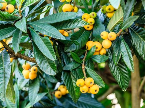 Loquat Tree In 2020 Loquat Tree Trees To Plant Ornamental Trees