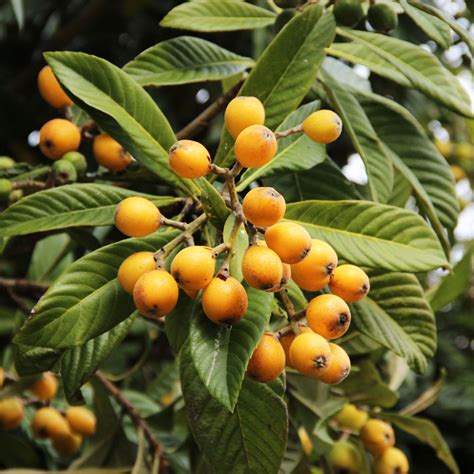 Loquat Trees For Sale Fastgrowingtrees Com