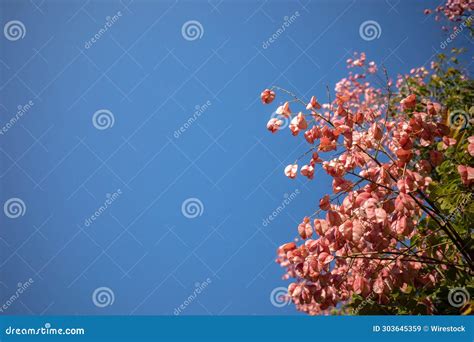 Low Angle Shot Of Flowering Tree Free Stock Photo