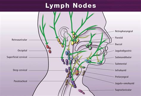 Lymph Nodes Behind Ear Diagram Lymph Nodes Of The Head And N