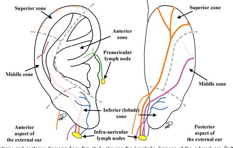 Lymph Nodes Behind Ear Diagram