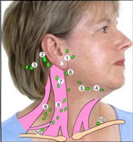 Lymph Nodes Behind Ear