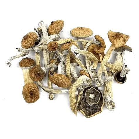 Magic Mushroom Store: Buy Online Safely