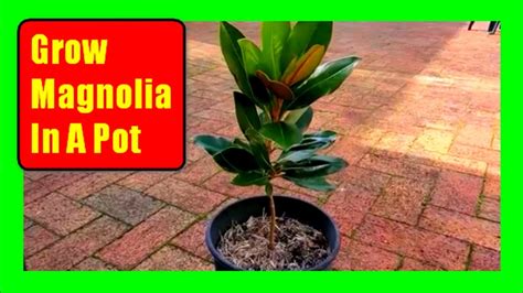 Magnolia Root: Deeper Planting For Success