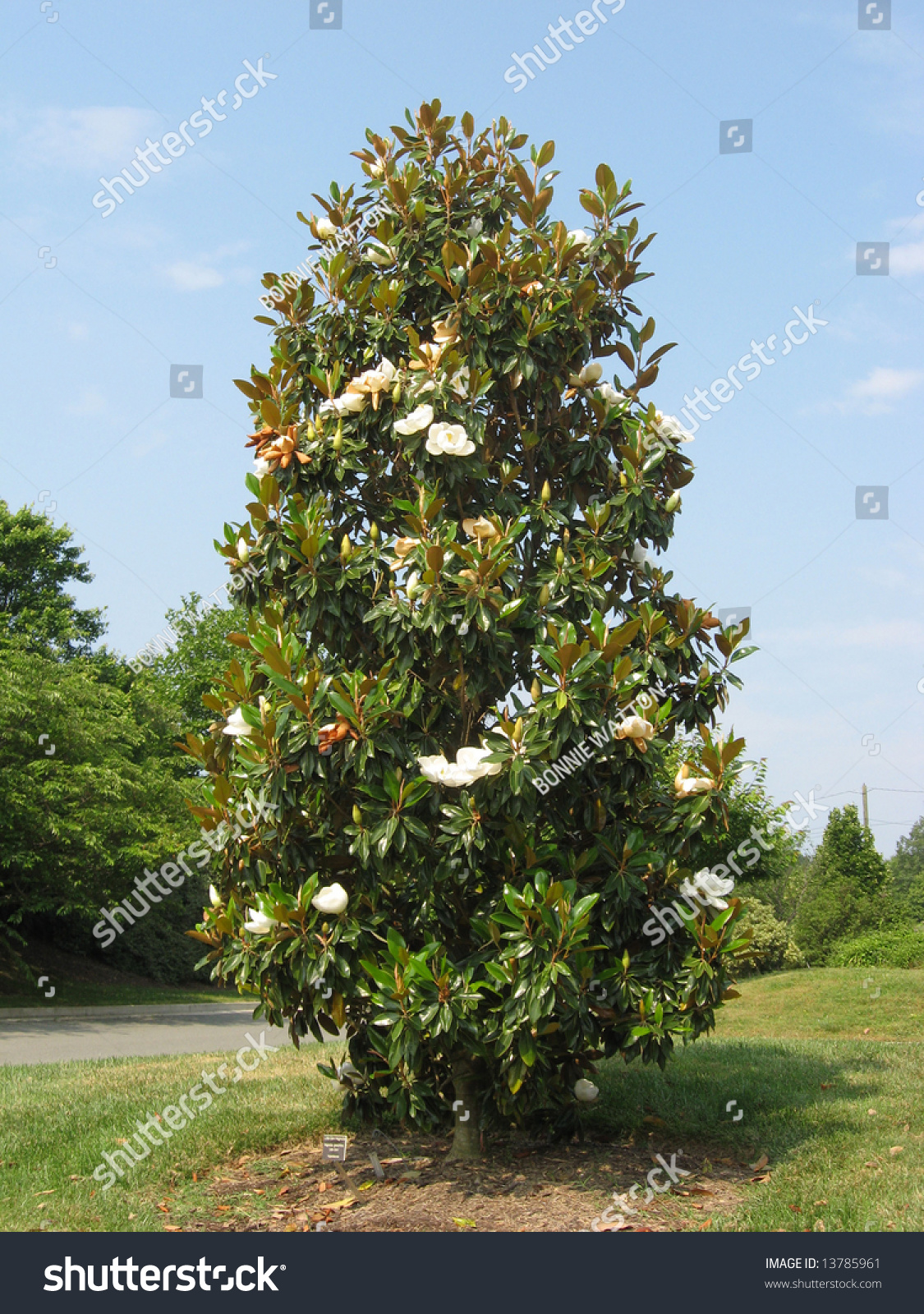 Magnolia Root System: Stronger Tree Growth