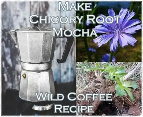 Make Chicory Root Mocha Wild Coffee Recipe The Homestead Survival