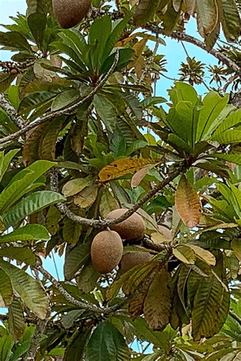 Mamey Sapote Brooks Tropicals