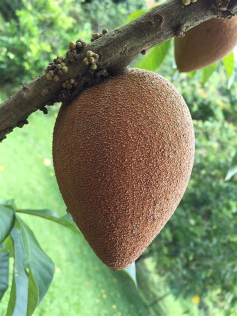 Mamey Sapote Tree