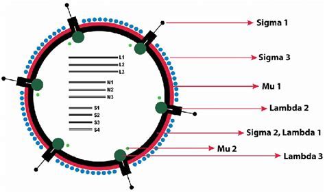 Mammalian Orthoreovirus S3: Indepth Research Guide