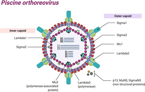 Mammalian Orthoreovirus Σns