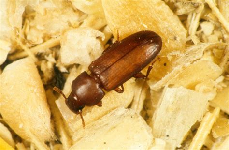 Managing Beetle Infestations Strategies For Effective Control What S