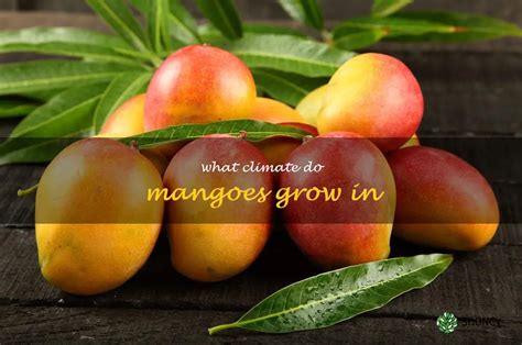 Mango Grow Zone: Perfect Climate Conditions