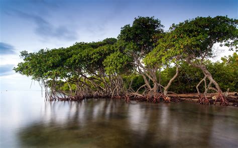 Mangrove Forests