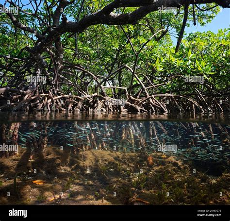 Mangrove Trees In The Sea Foliage With Roots And Shoal Of Fish