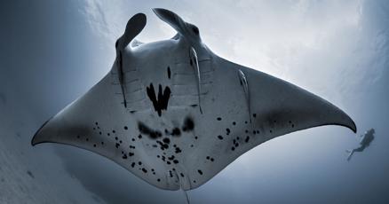 Manta Rays Establish Shadowy Presence In South Florida As Global