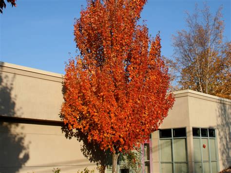 Maple Red Armstrong Columnar Campbells Nursery