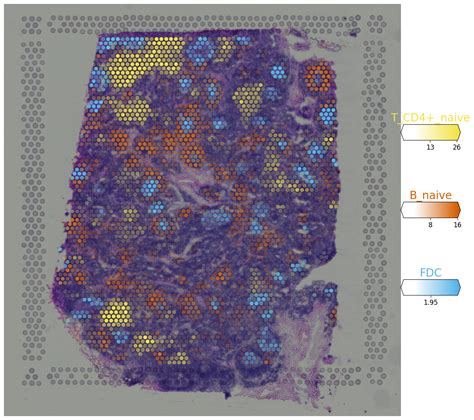 Mapping Human Lymph Node Cell Types To 10X Visium With Cell2location Cell2location Documentation