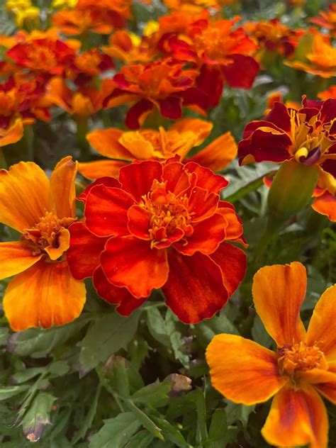 Marigolds In Garden: Blooming Success