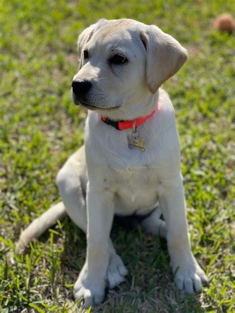 Martin Labradors Of Houston