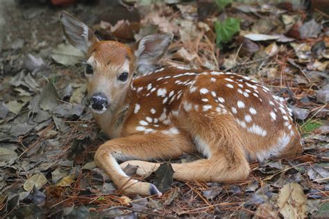 Massachusetts Deer Species