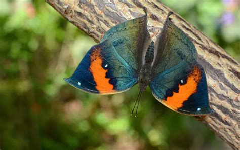 Master Butterfly Camouflage Techniques