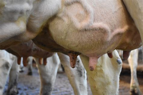 Mastitis Animals