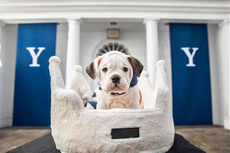 Meet Handsome Dan Xix Yale S Next Bulldog Mascot