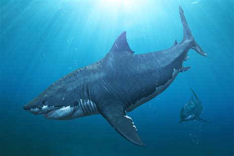 Megaladon Fisch: Learn Its Massive Weight